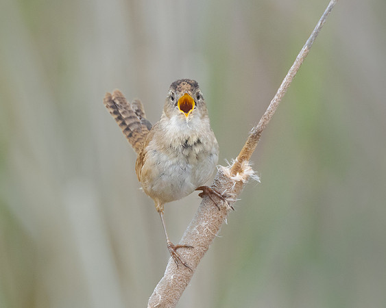 Marsh Wren, singing