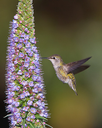 Anna's Hummingbird