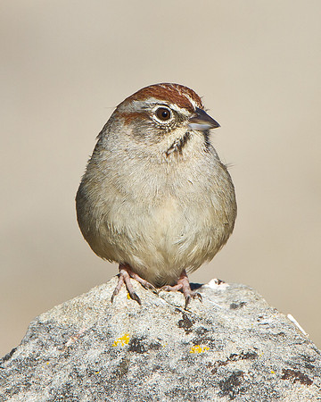 Rufous-crowned Sparrow