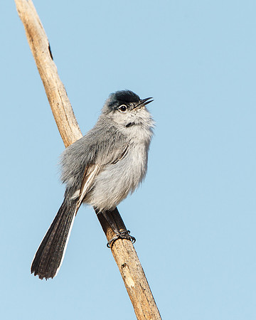 Black-tailed Gnatcatcher, singing