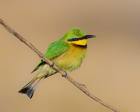 Little Bee-eater
