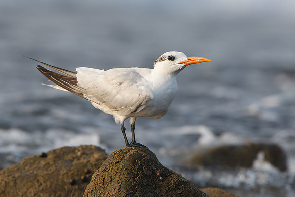 Elegant Tern