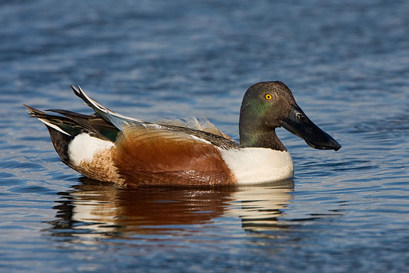 Northern Shoveler