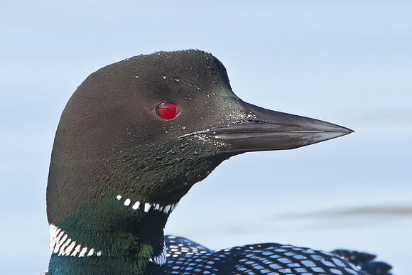 Common Loon, breeding plumage