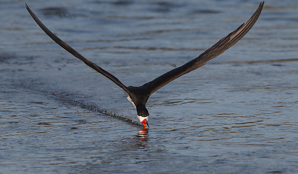 Black Skimmer