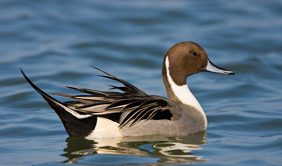 Northern Pintail