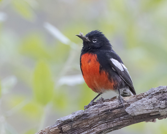 Painted Redstart