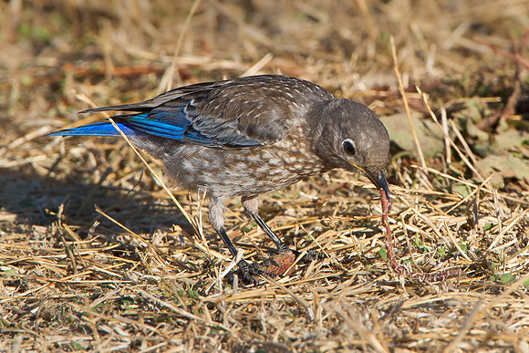 Western Bluebird, juvenile with worm
