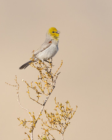 Verdin