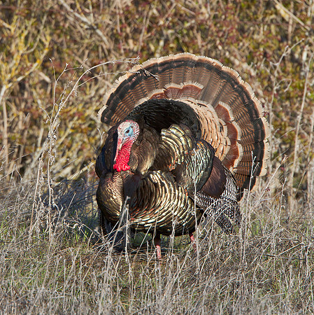 Wild Turkey, male courtship display