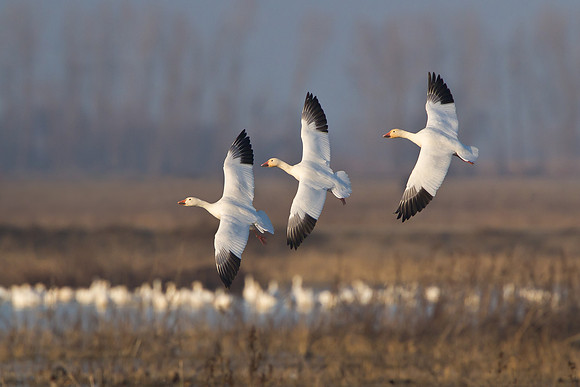 Snow Geese flying in formation / unison