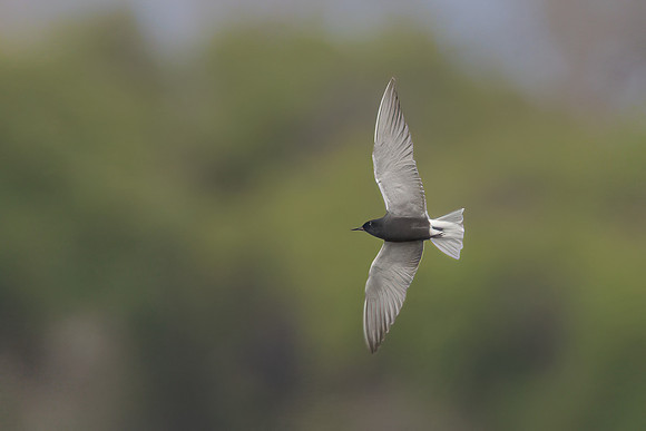Black Tern