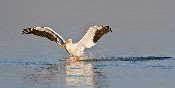 American White Pelican, landing