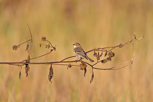 Yellow-rumped Warbler