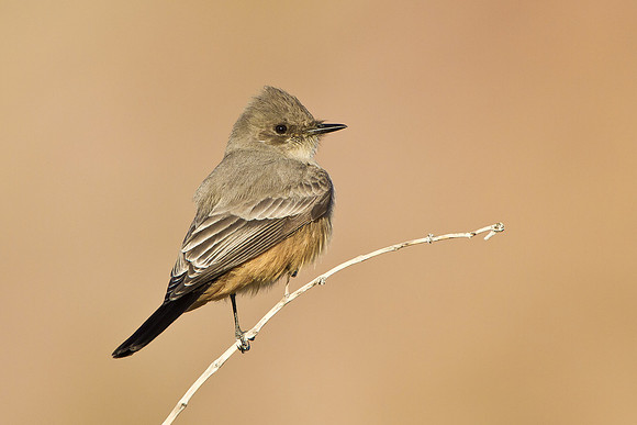Say's Phoebe