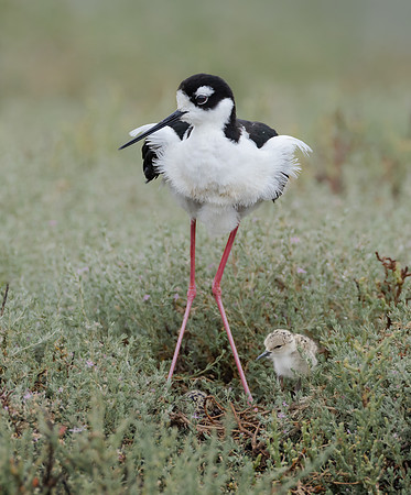 Black-necked Stilt, at nest