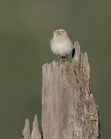 Brewer's Sparrow