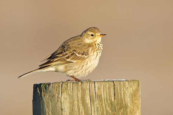 American Pipit