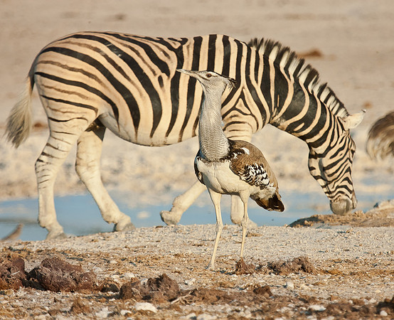 Kori Bustard & Zebra