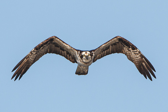 Osprey