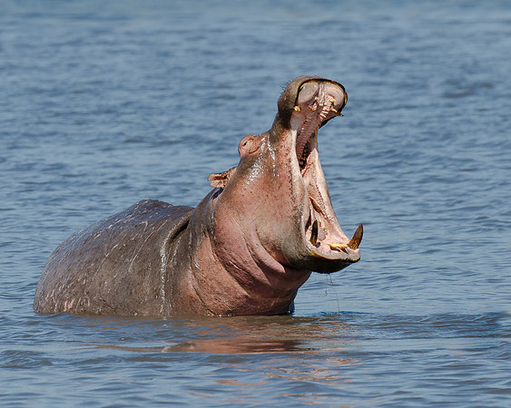 Hippopotamus