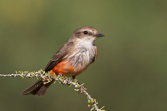 Vermilion Flycatcher, female