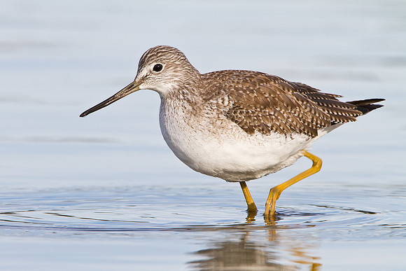 Greater Yellowlegs