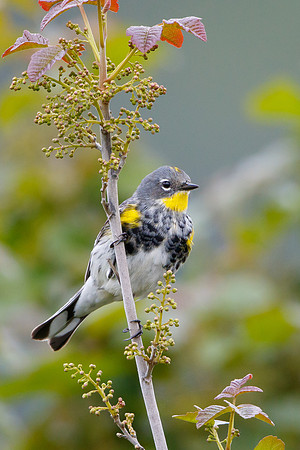 Yellow-rumped Warbler