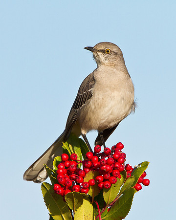 Northern Mockingbird