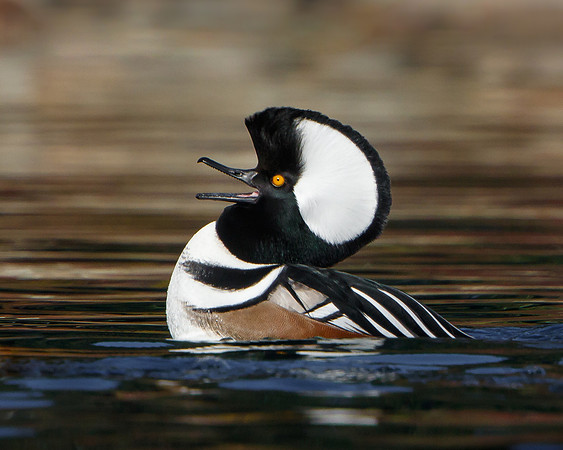 Hooded Merganser, courtship display