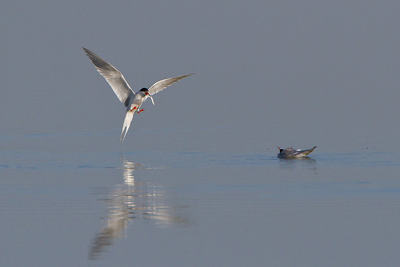 Forster's Terns, courtship behavior