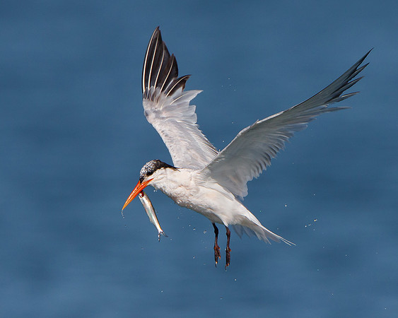 Elegant Tern, with tenuous grasp on fish