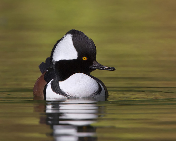 Hooded Merganser, male