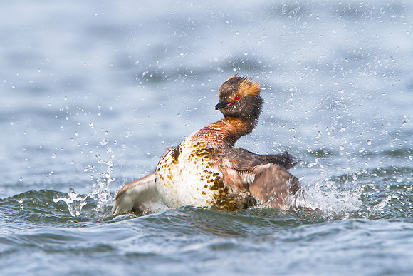 Horned Grebe, splashing