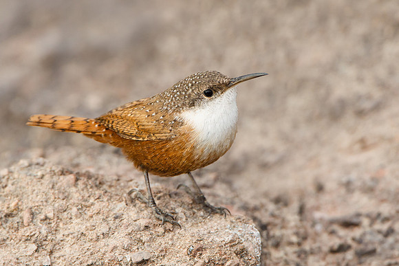 Canyon Wren