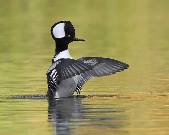 Hooded Merganser, male flapping wings