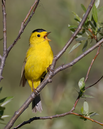 Wilson's Warbler