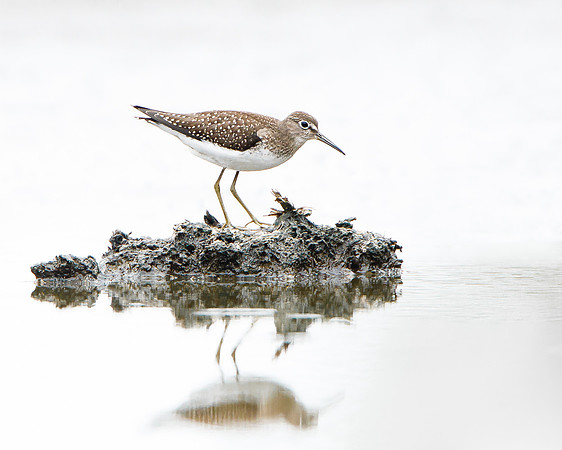 Solitary Sandpiper