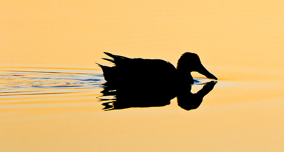Northern Shoveler