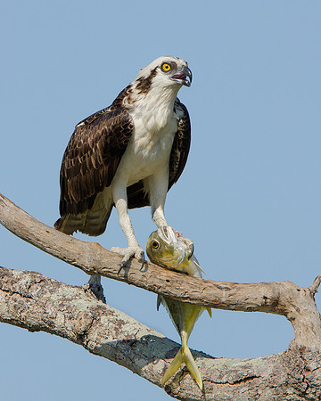 Osprey, with fish