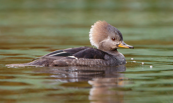 Hooded Merganser