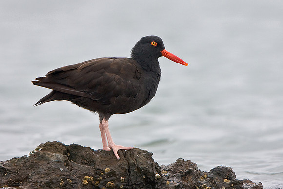 Black Oystercatcher