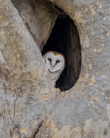 Barn Owl
