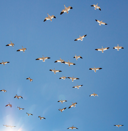 Snow Geese