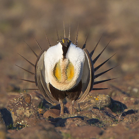 Greater Sage-Grouse, courtship display