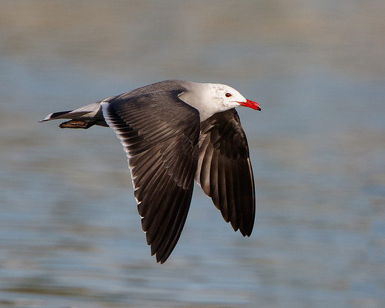 Heermann's Gull