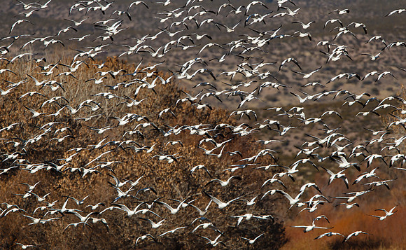 Snow Geese