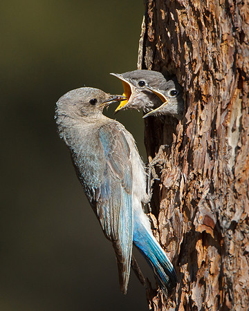 Mountain Bluebirds, adult female feeding young