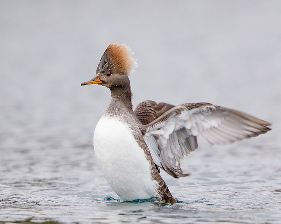 Hooded Merganser