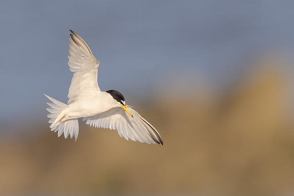 Least Tern